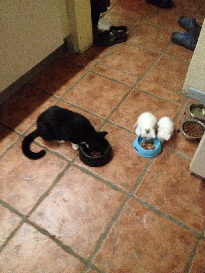 Huskat Elsa billede 5