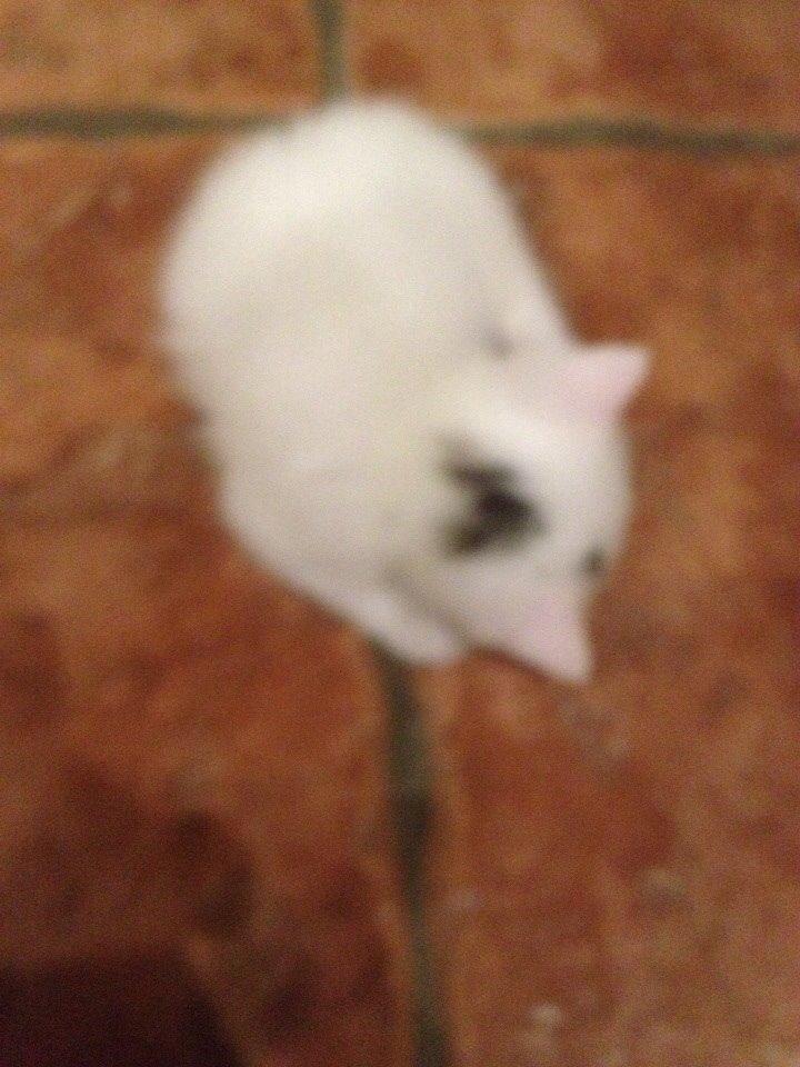 Huskat Elsa billede 6