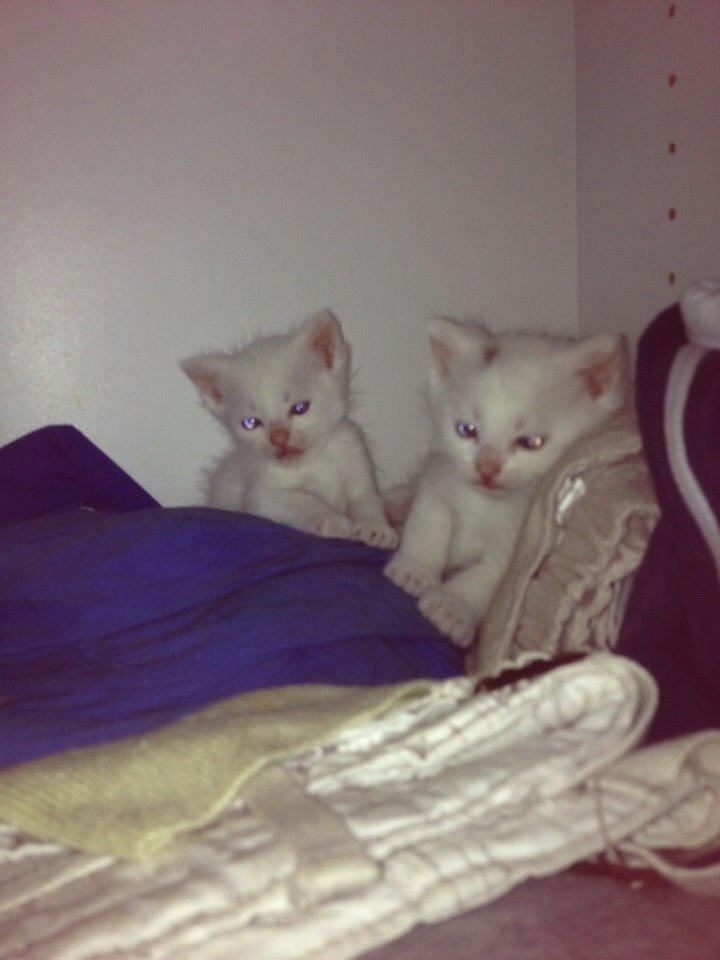 Huskat Elsa billede 7