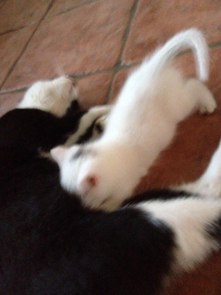 Huskat Elsa billede 9