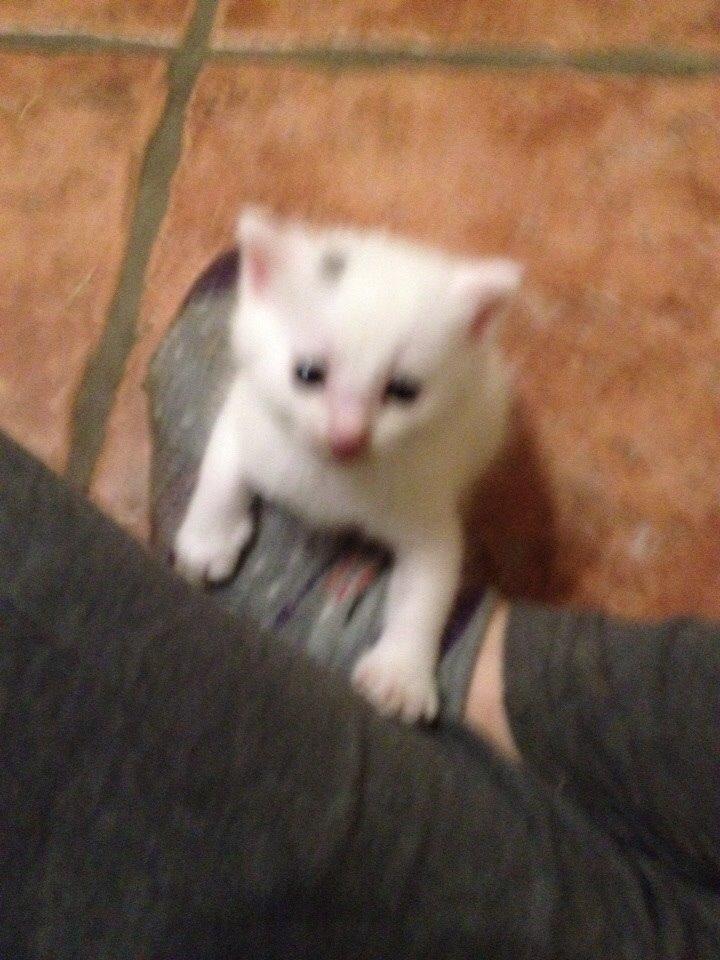 Huskat Elsa billede 10