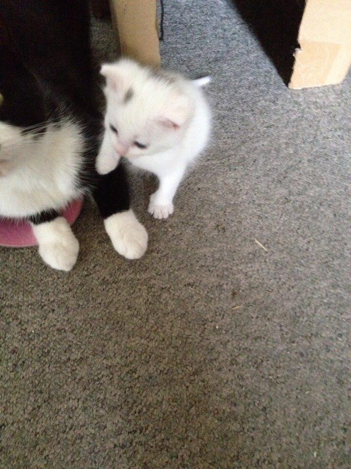 Huskat Elsa billede 11