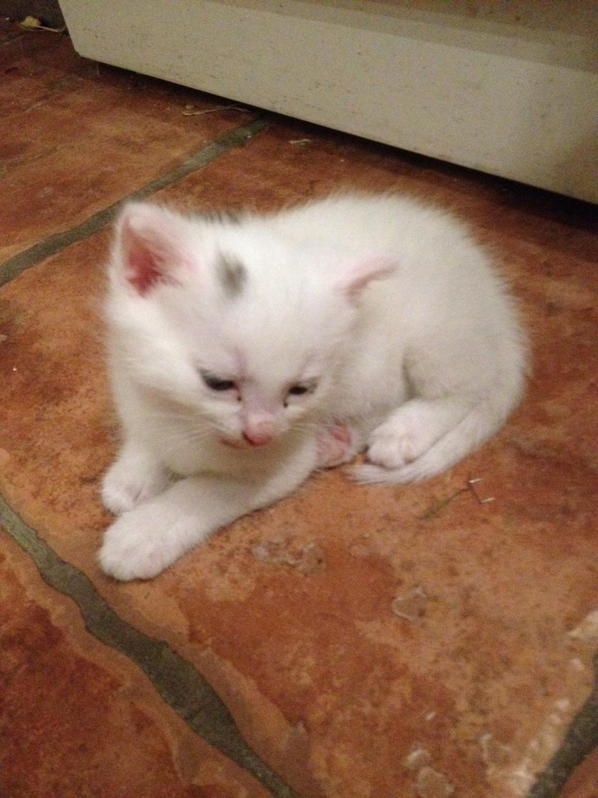 Huskat Elsa billede 1