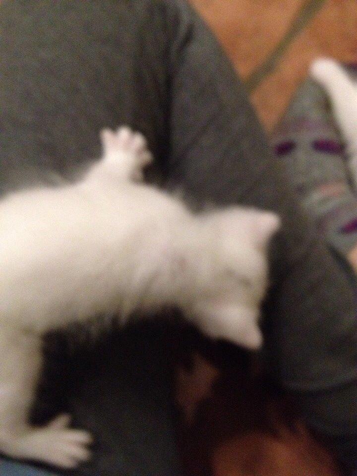 Huskat Frost billede 2