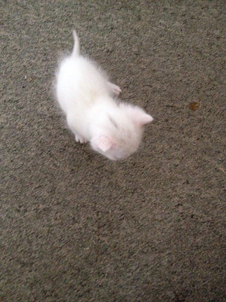 Huskat Frost billede 3