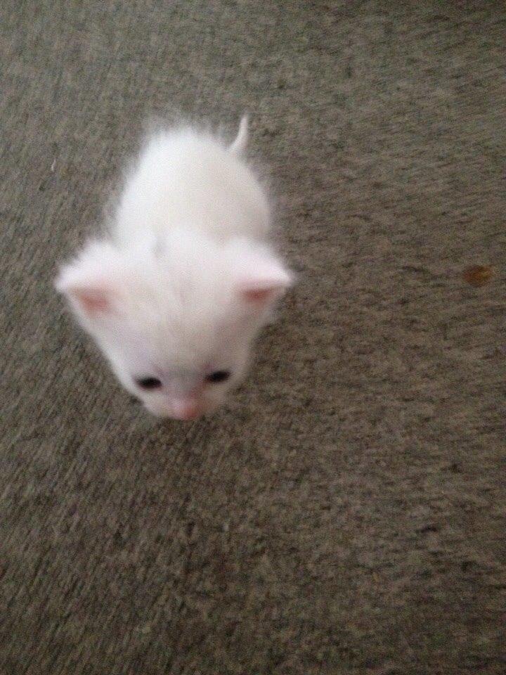 Huskat Frost billede 4