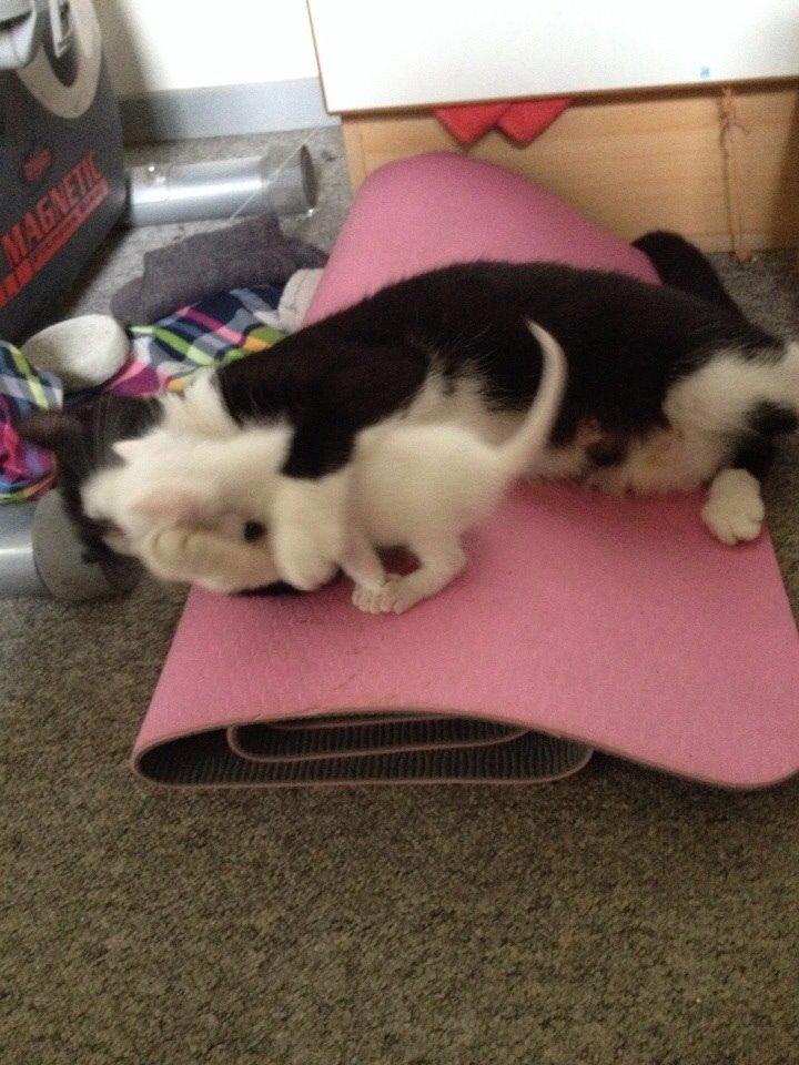 Huskat Frost billede 5