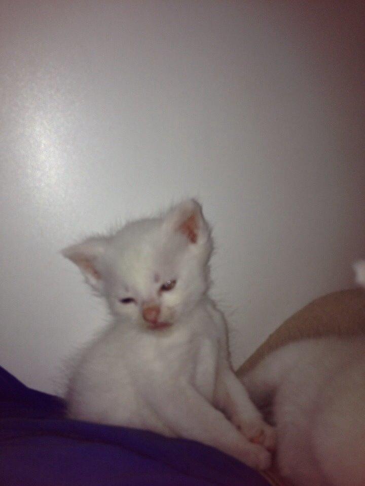 Huskat Frost billede 7