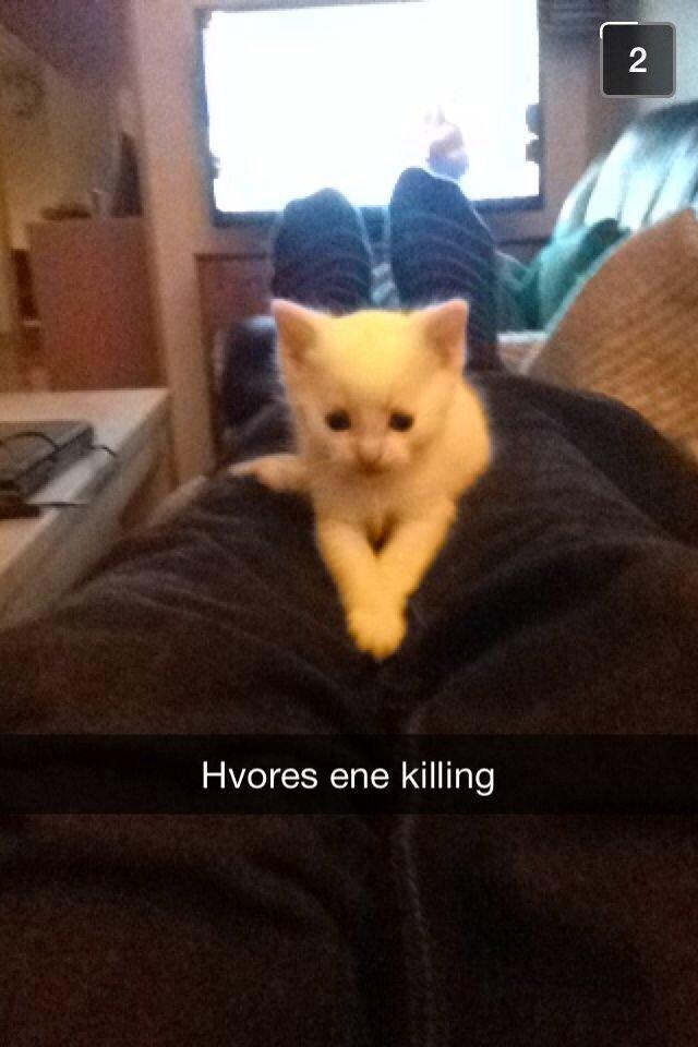 Huskat Frost billede 9