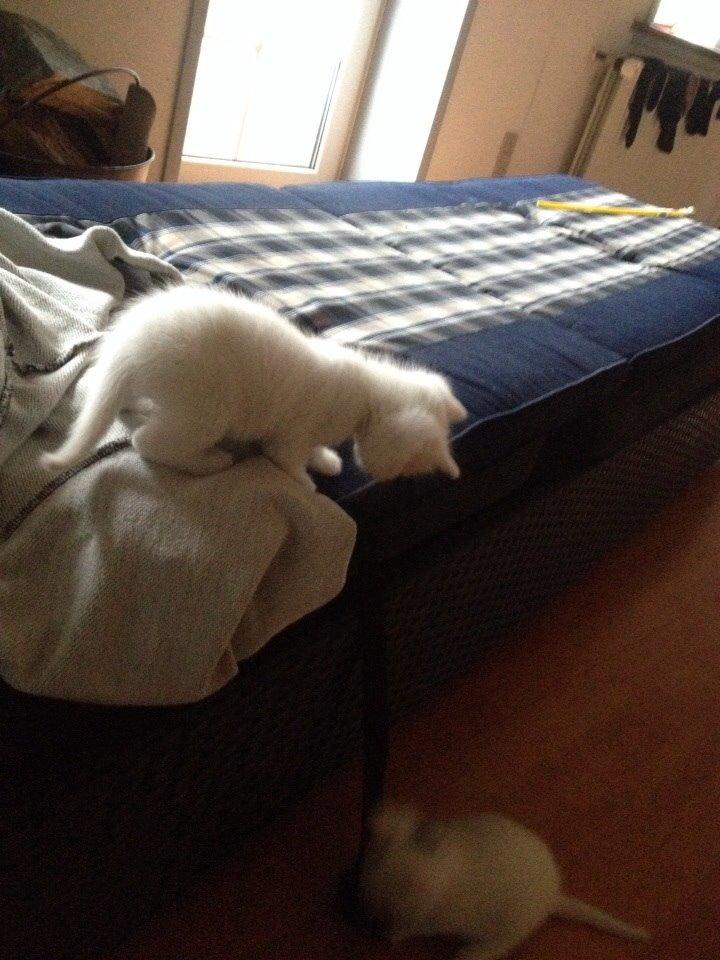 Huskat Frost billede 10