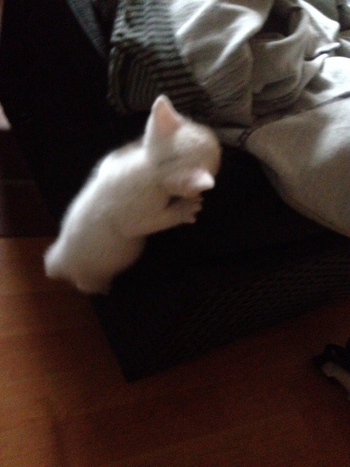 Huskat Frost billede 11