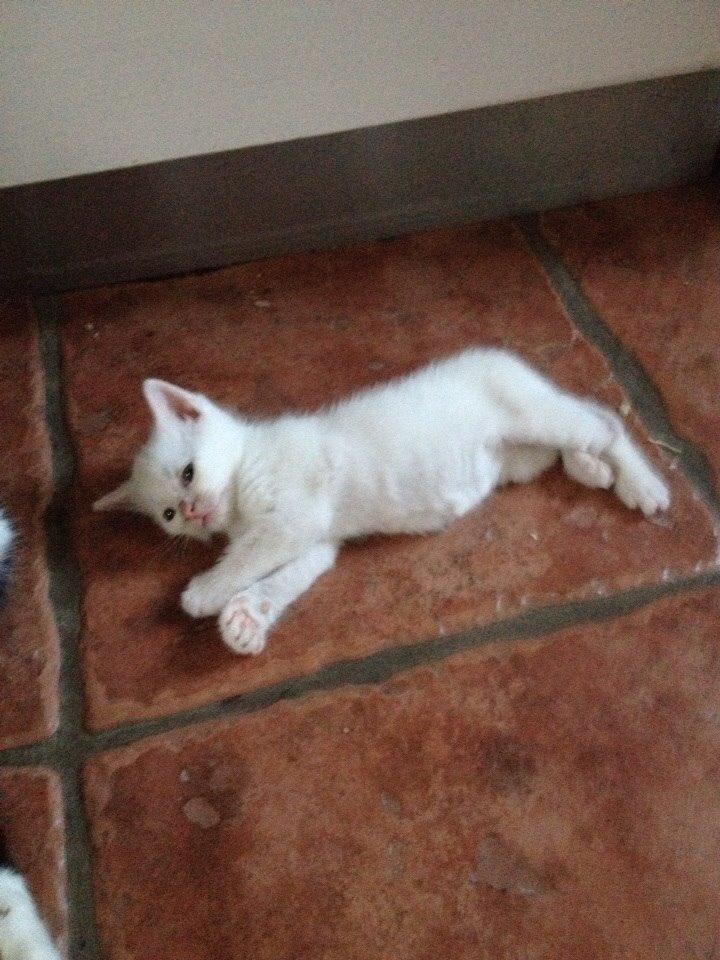 Huskat Frost billede 12