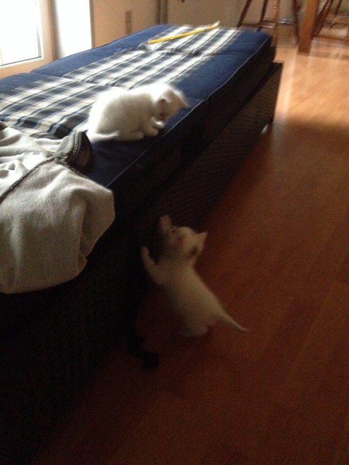 Huskat Frost billede 13