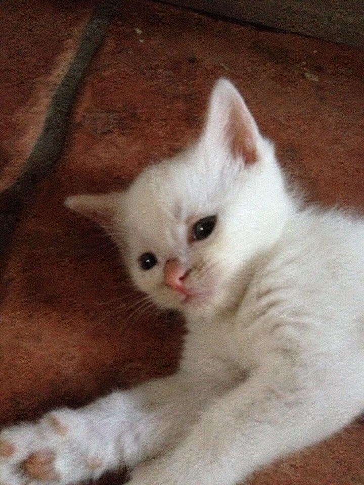 Huskat Frost billede 14