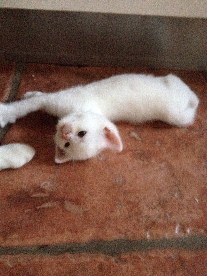 Huskat Frost billede 15