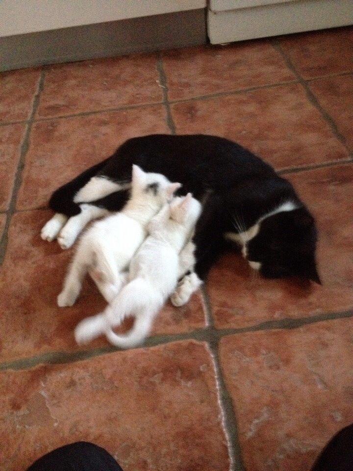 Huskat Frost billede 16