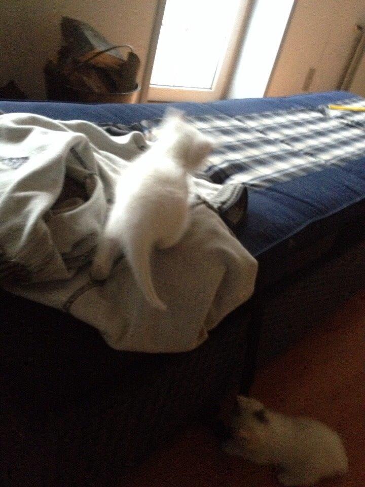 Huskat Frost billede 17