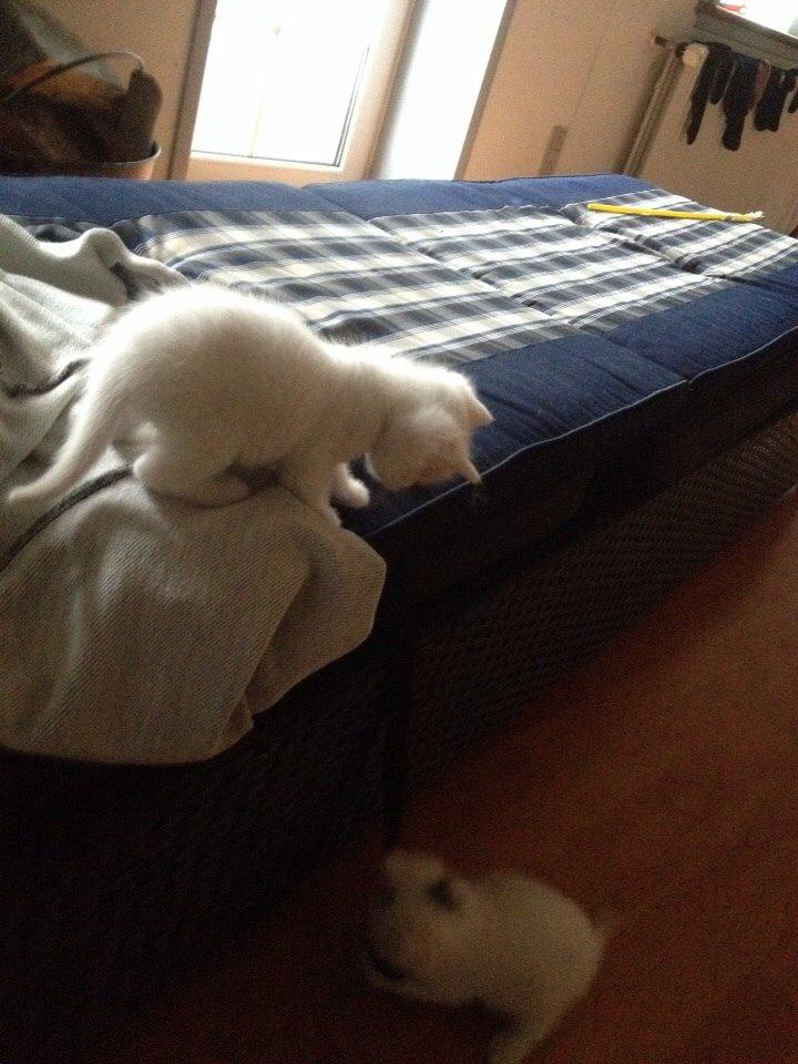 Huskat Frost billede 18