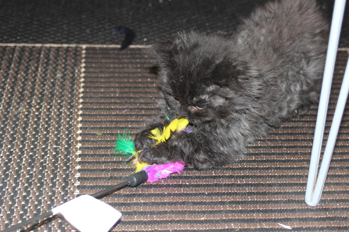 Selkirk Rex  SGCA/TGC IP Lykken Curly Tsarina of Tzari billede 21