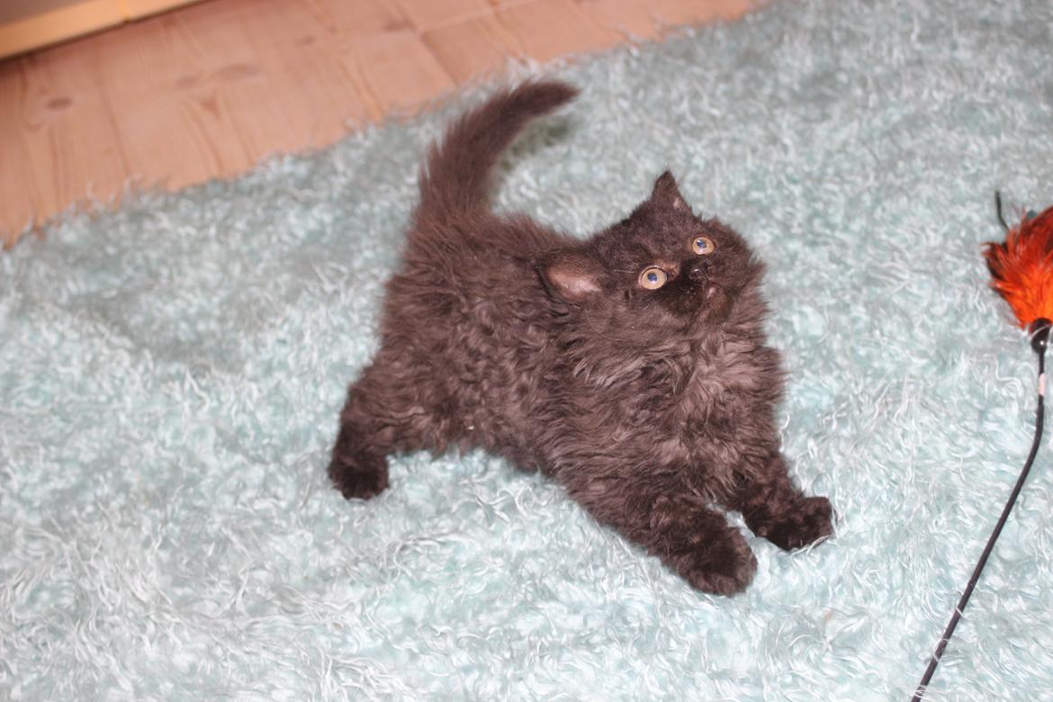 Selkirk Rex  SGCA/TGC IP Lykken Curly Tsarina of Tzari billede 22