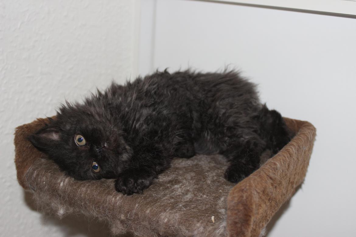 Selkirk Rex  SGCA/TGC IP Lykken Curly Tsarina of Tzari billede 11