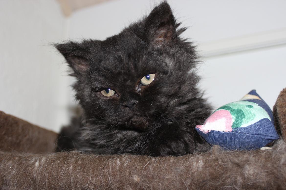 Selkirk Rex  SGCA/TGC IP Lykken Curly Tsarina of Tzari billede 20