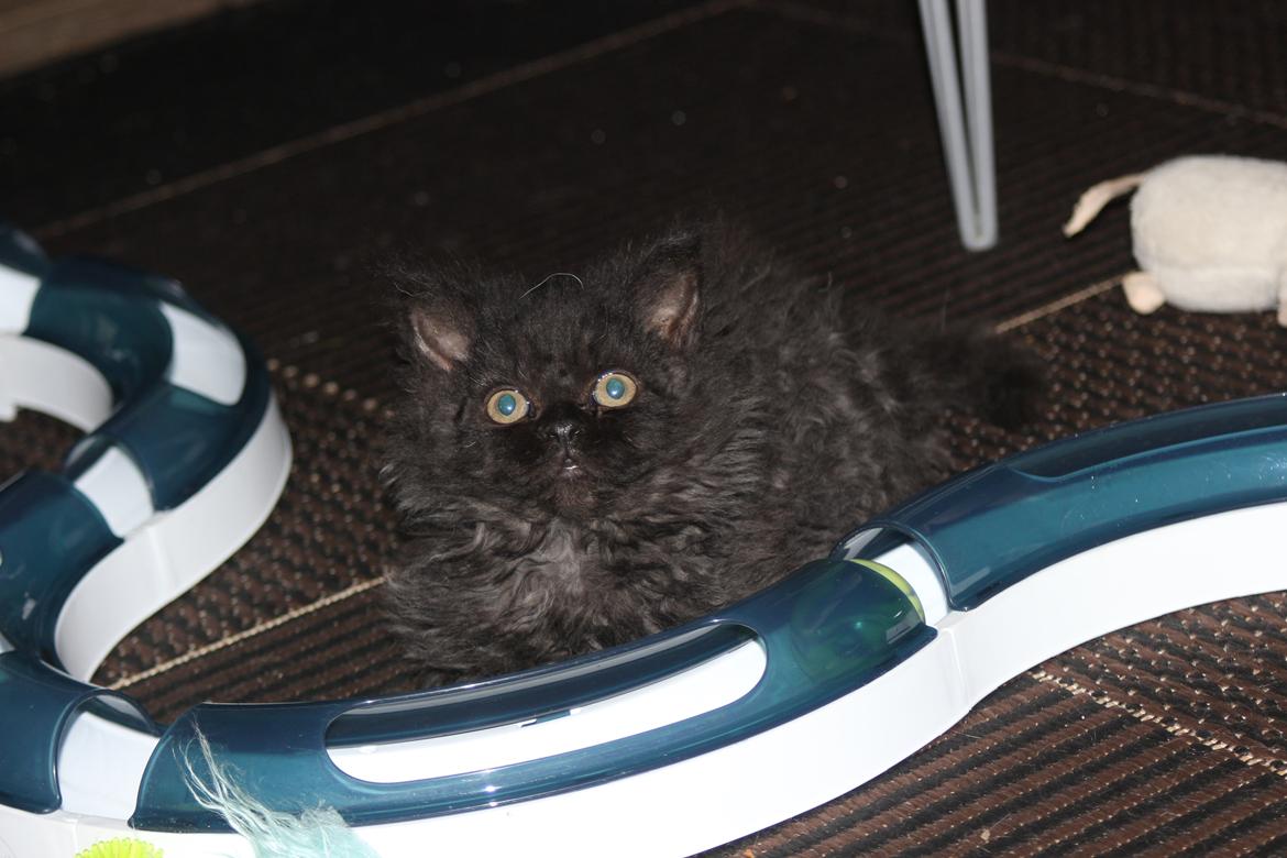 Selkirk Rex  SGCA/TGC IP Lykken Curly Tsarina of Tzari billede 24