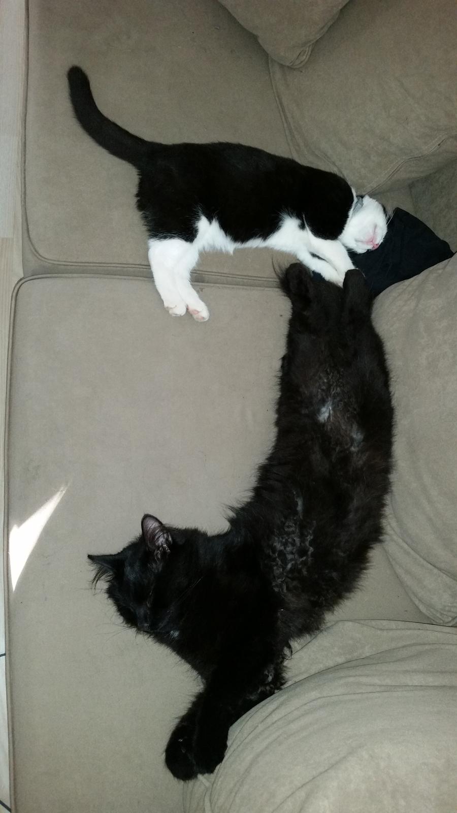 Blanding af racer Figaro billede 23