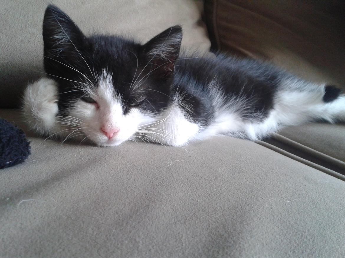 Blanding af racer Figaro billede 25