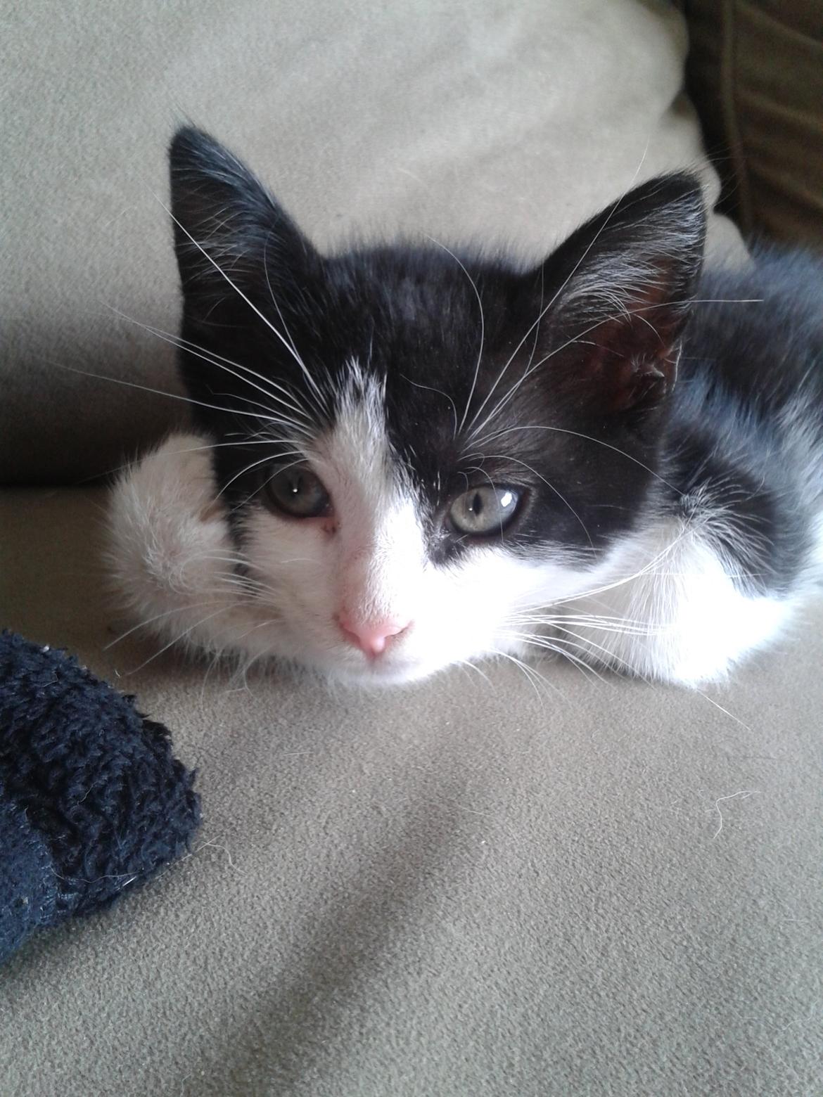 Blanding af racer Figaro billede 26