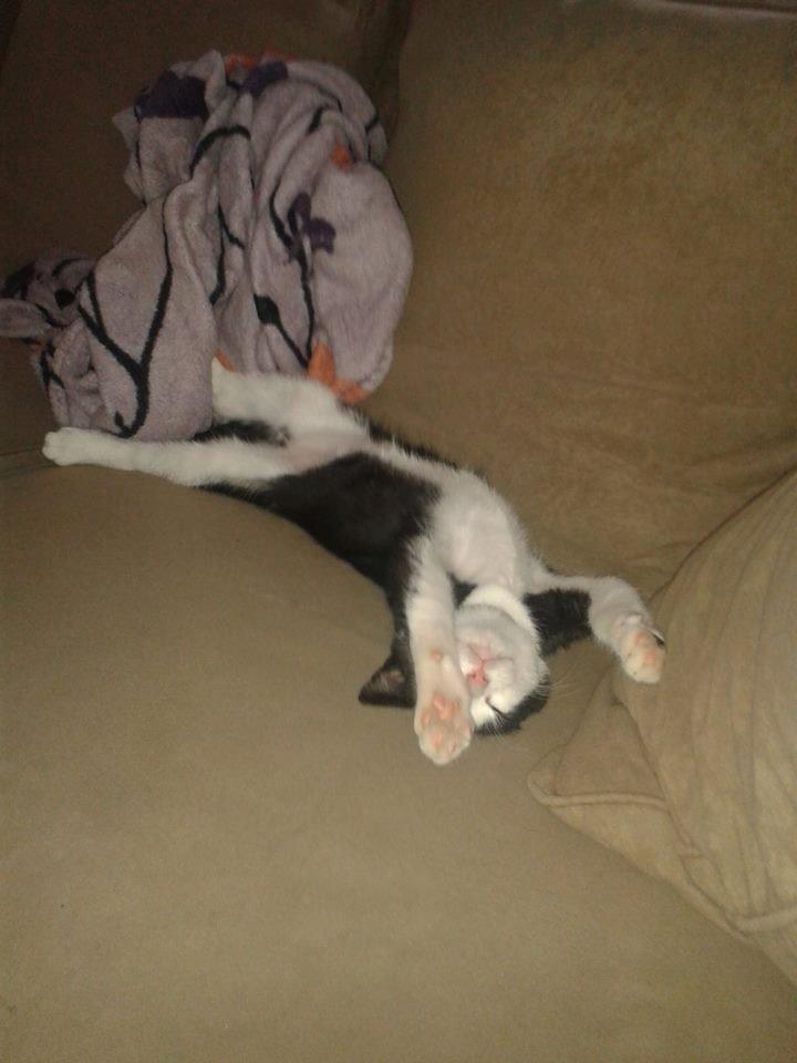 Blanding af racer Figaro billede 24