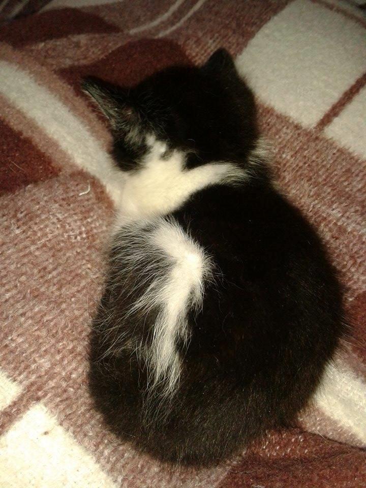 Blanding af racer Teemo billede 1