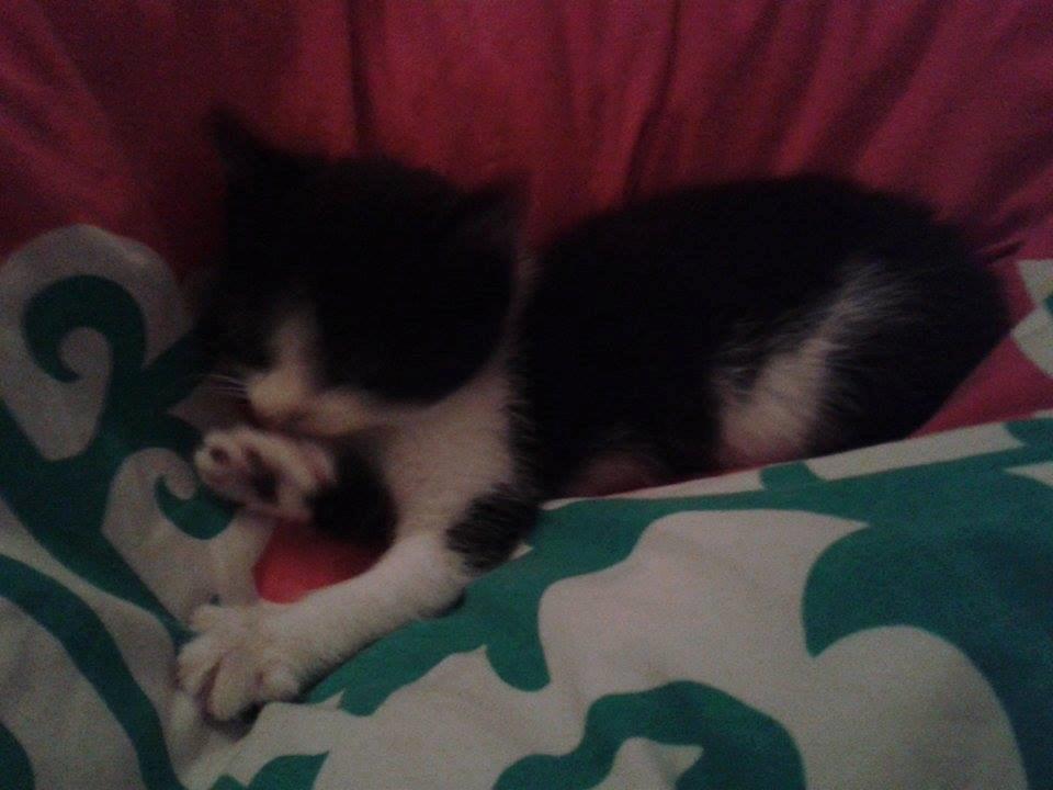 Blanding af racer Teemo billede 2