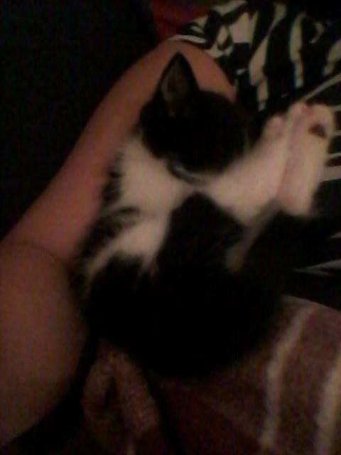 Blanding af racer Teemo billede 5