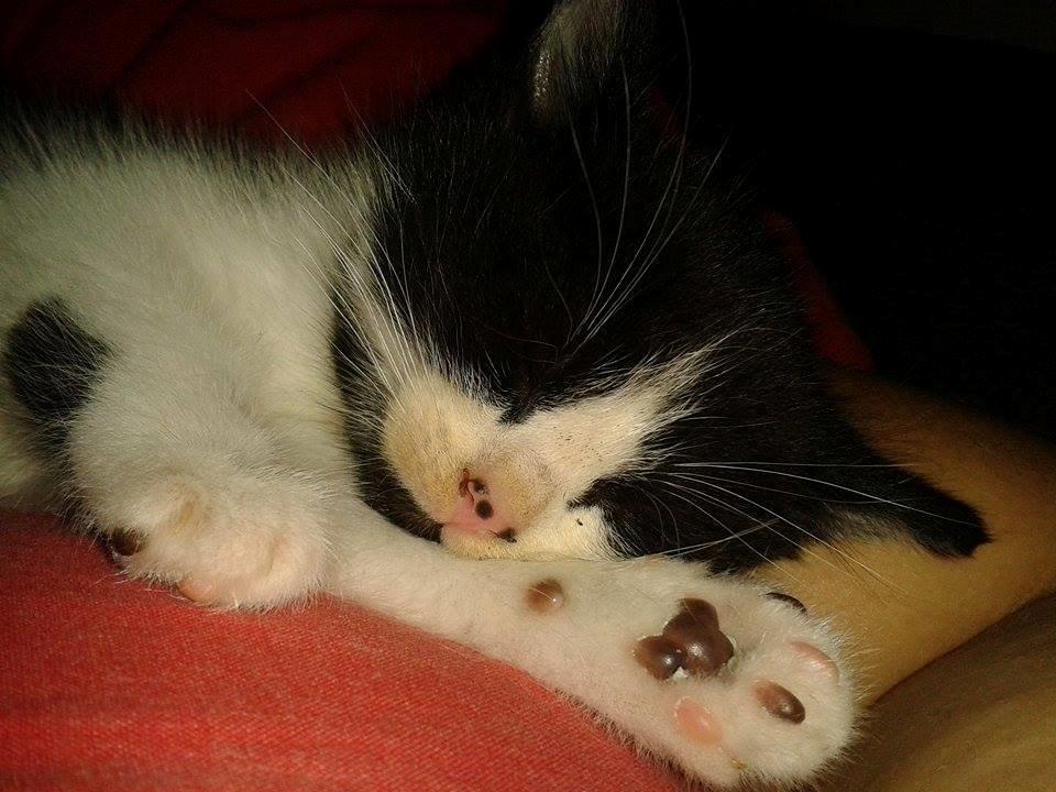 Blanding af racer Teemo billede 6