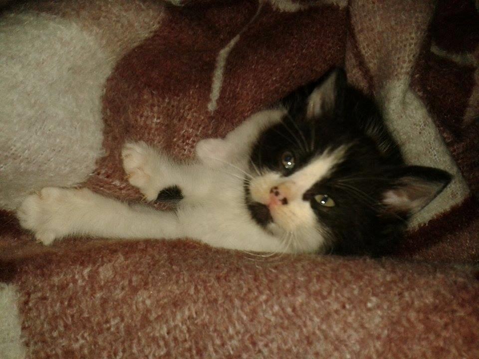 Blanding af racer Teemo billede 7