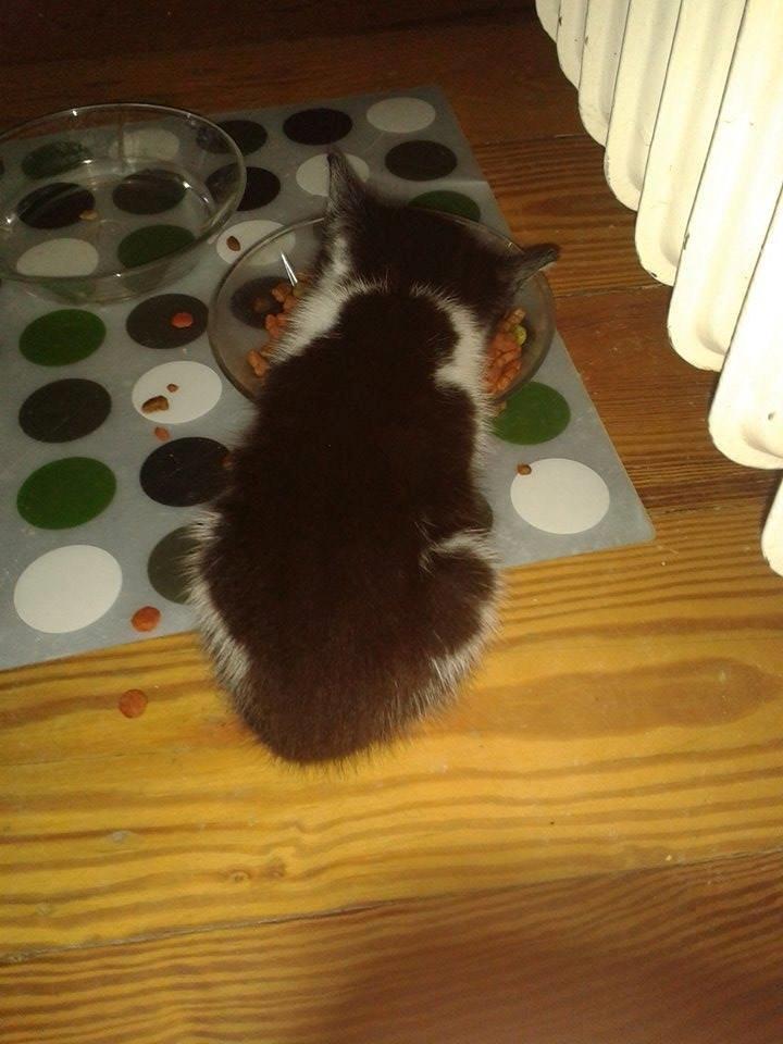 Blanding af racer Teemo billede 8