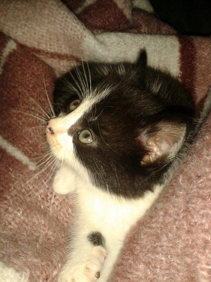 Blanding af racer Teemo billede 9