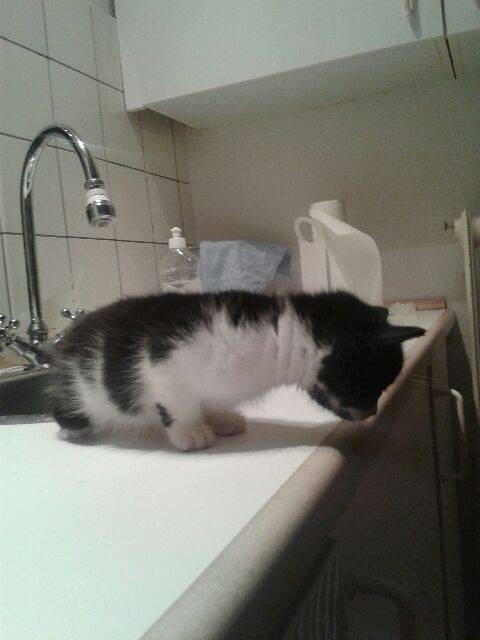 Blanding af racer Teemo billede 10