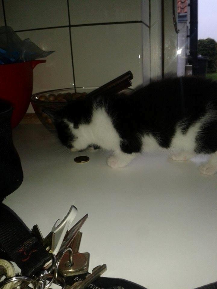 Blanding af racer Teemo billede 11