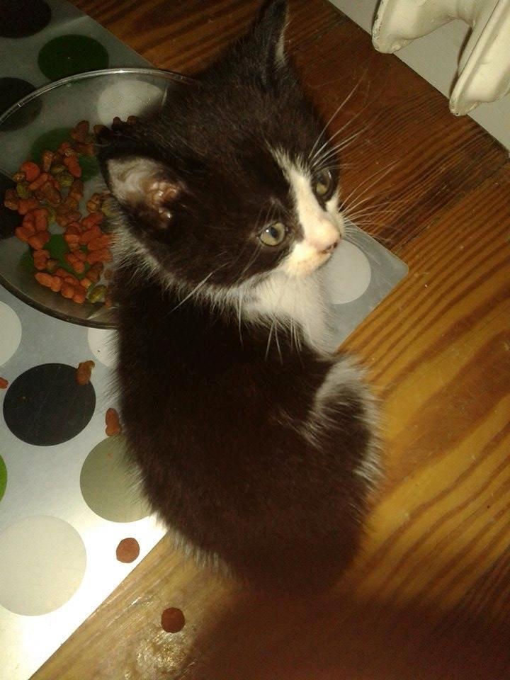 Blanding af racer Teemo billede 12