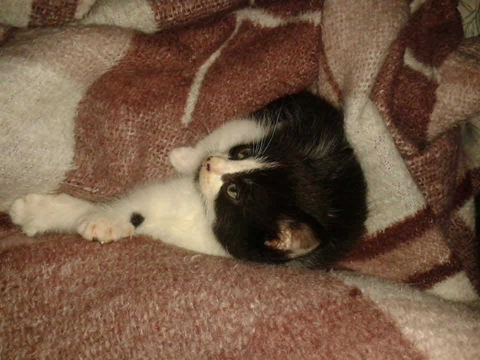 Blanding af racer Teemo billede 13