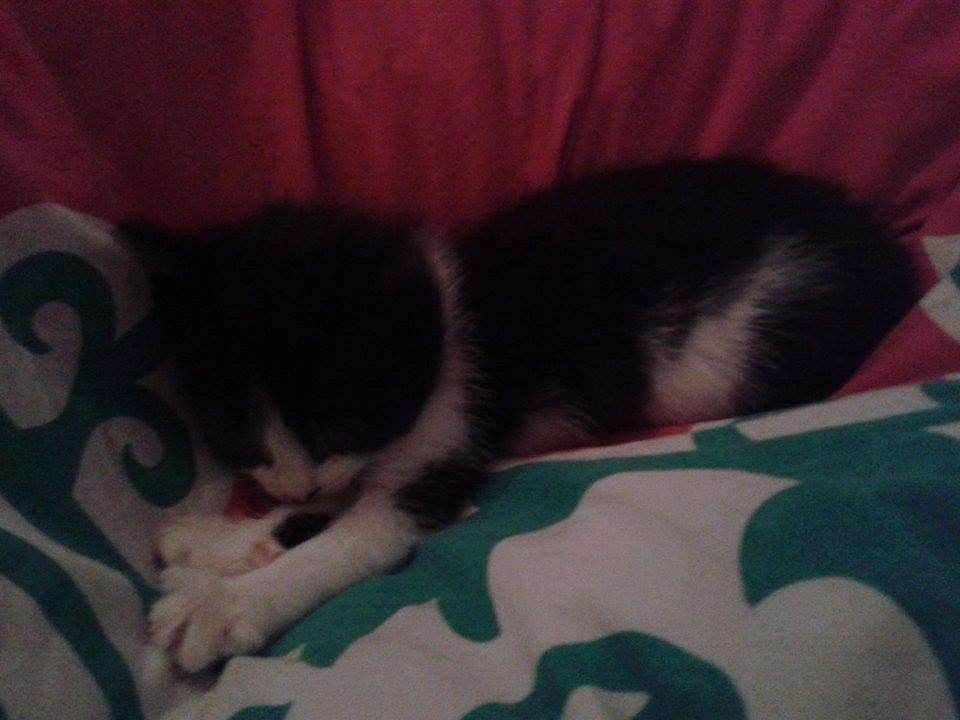 Blanding af racer Teemo billede 14