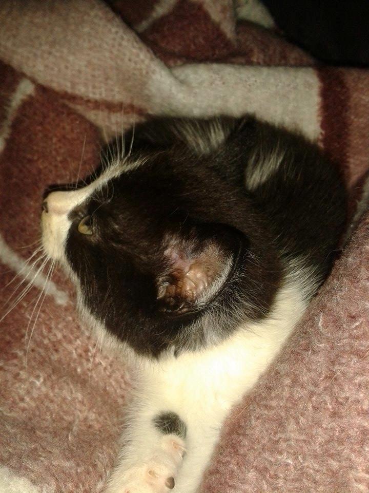 Blanding af racer Teemo billede 15