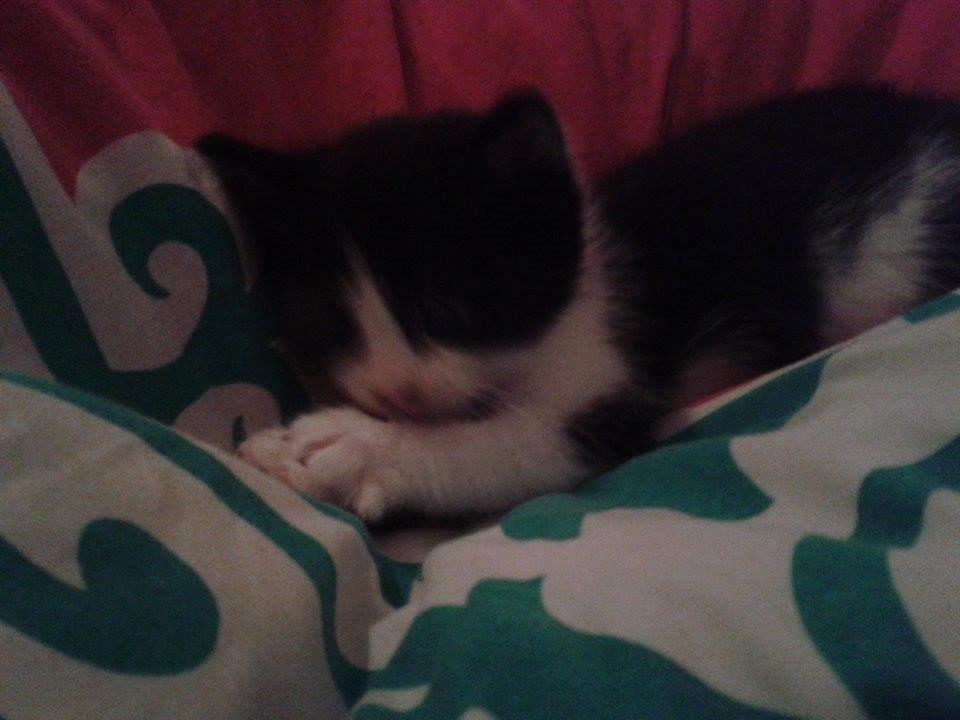 Blanding af racer Teemo billede 16