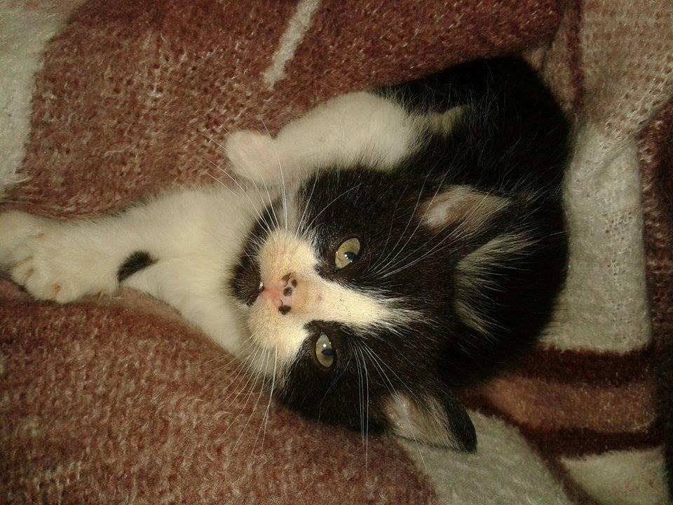 Blanding af racer Teemo billede 4