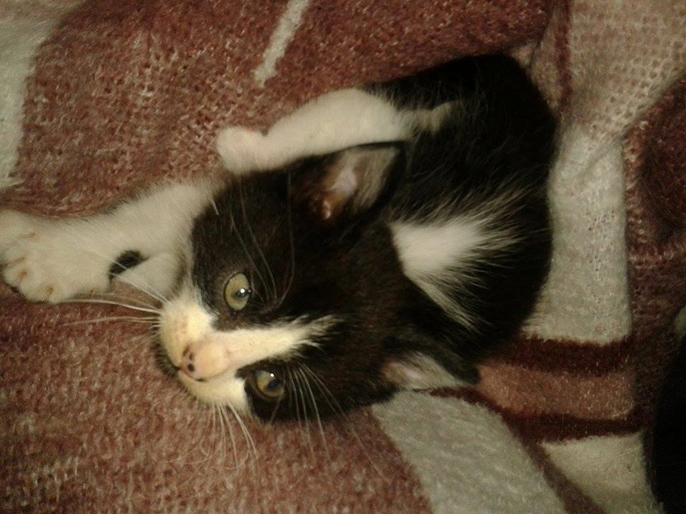 Blanding af racer Teemo billede 18