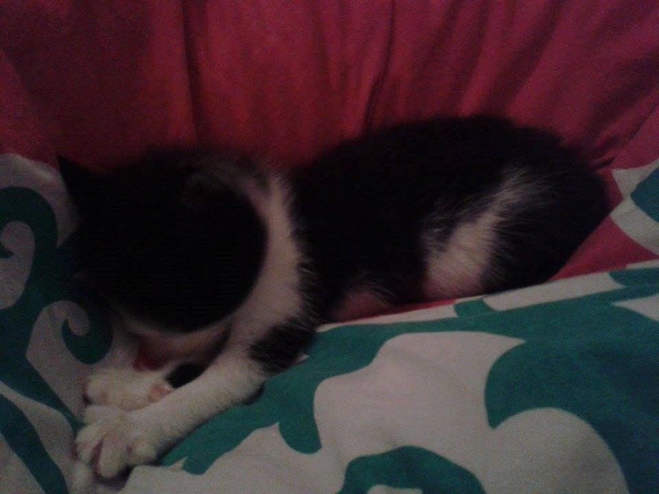 Blanding af racer Teemo billede 19