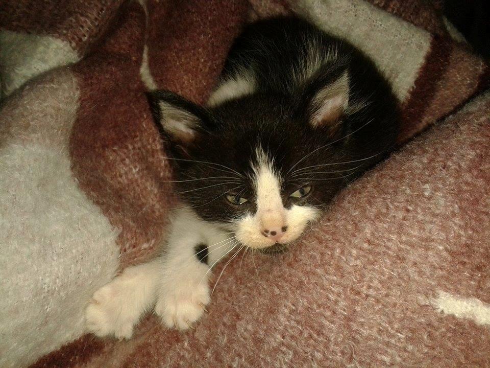 Blanding af racer Teemo billede 20