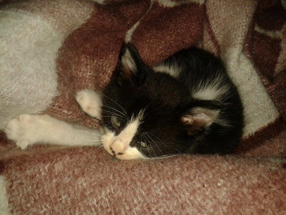 Blanding af racer Teemo billede 21